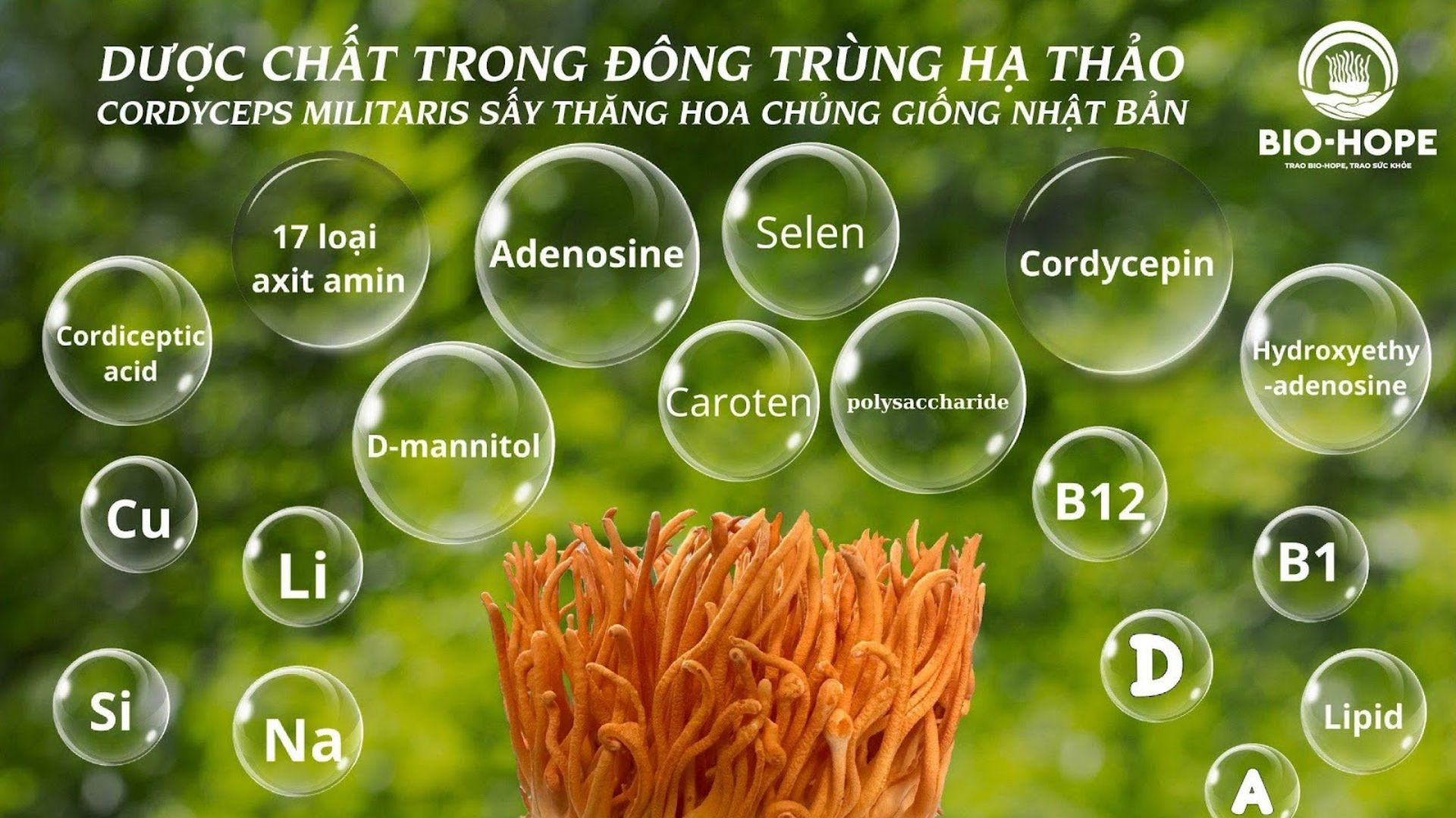 3. Thảo dược thiên nhiên – Giải pháp hỗ trợ sức khỏe toàn diện