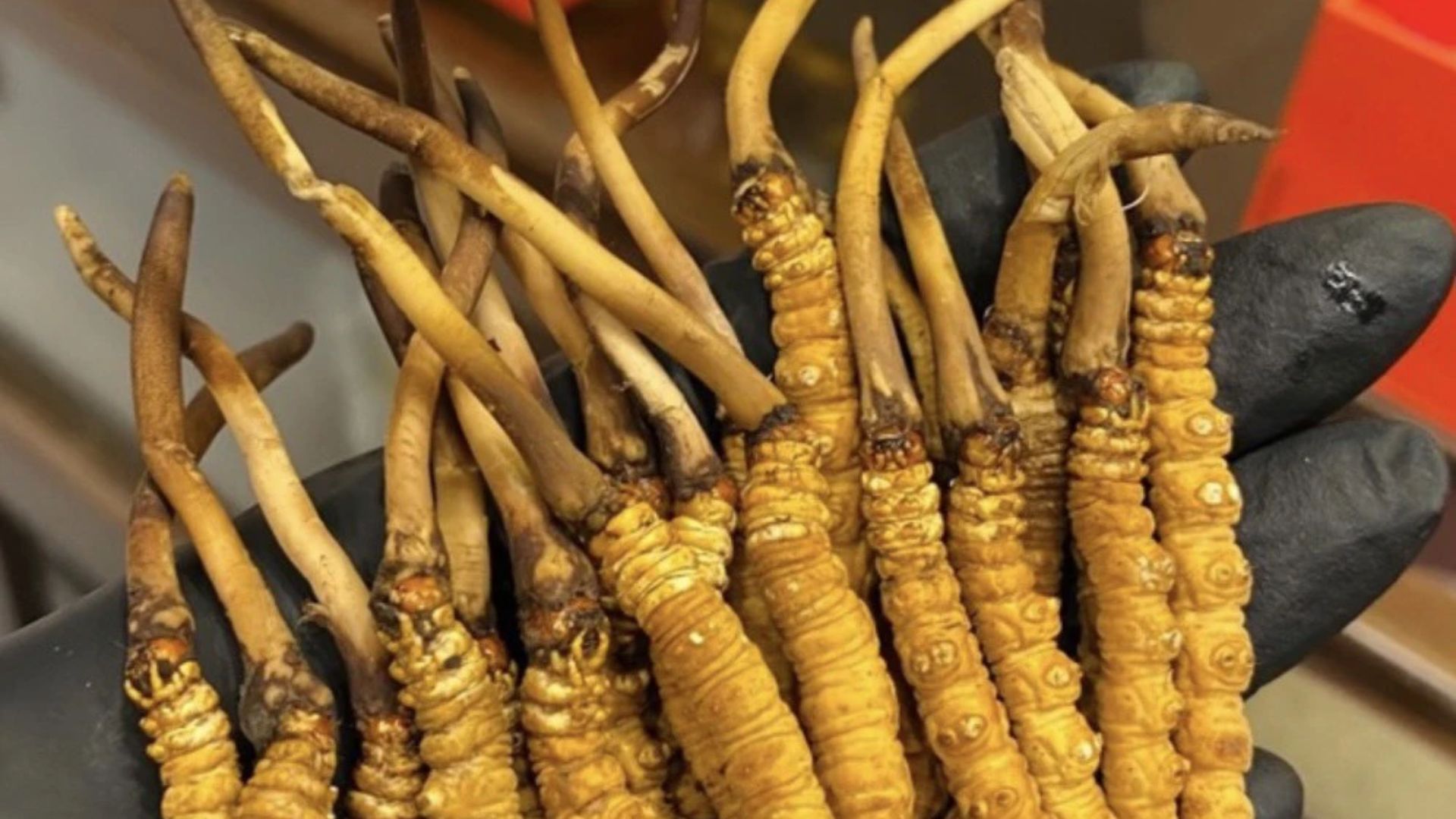 2. Cordyceps sinensis – Đông trùng hạ thảo tự nhiên